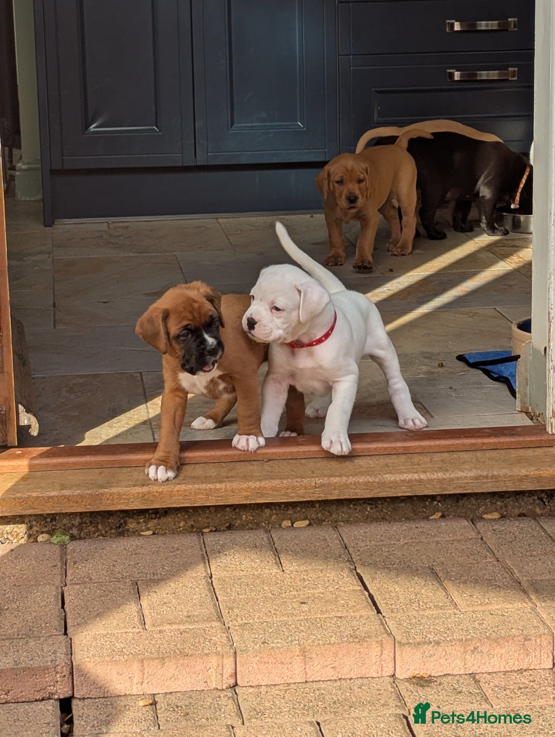Boxer dogs for sale: Zero heart score mum. Only one puppy left - Image 7