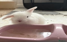 Dwarf Lop rabbits for sale: Dwarf lop fluffy baby bunnies - Image 12