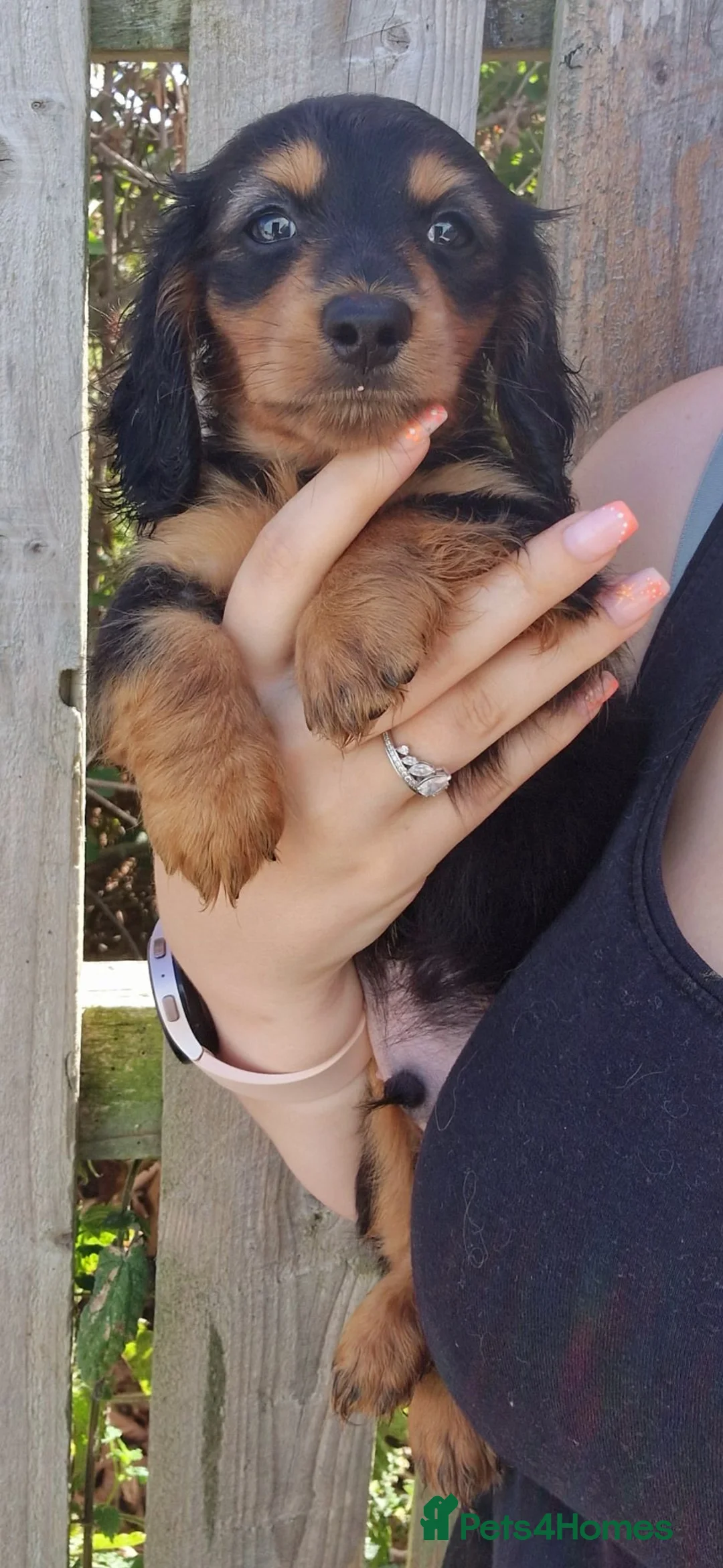 Miniature Dachshund dogs for sale: Champion Sired Mini Longhaired Dachshunds - Advert 2