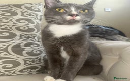 Domestic Shorthair cats for sale: Storm  - Image 5