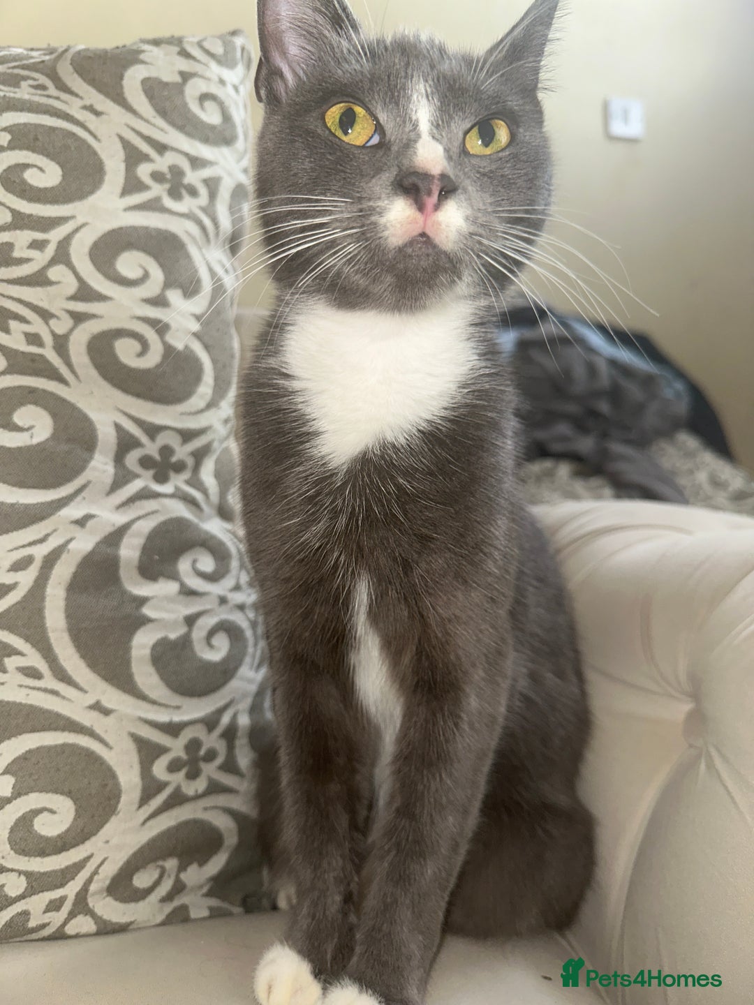 Domestic Shorthair cats for sale: Storm  - Image 5