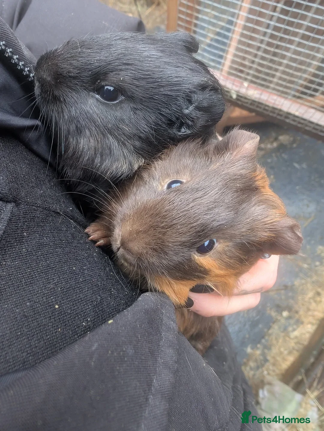 Guinea Pig rodents for sale: Lovely guinea pigs - Advert 11