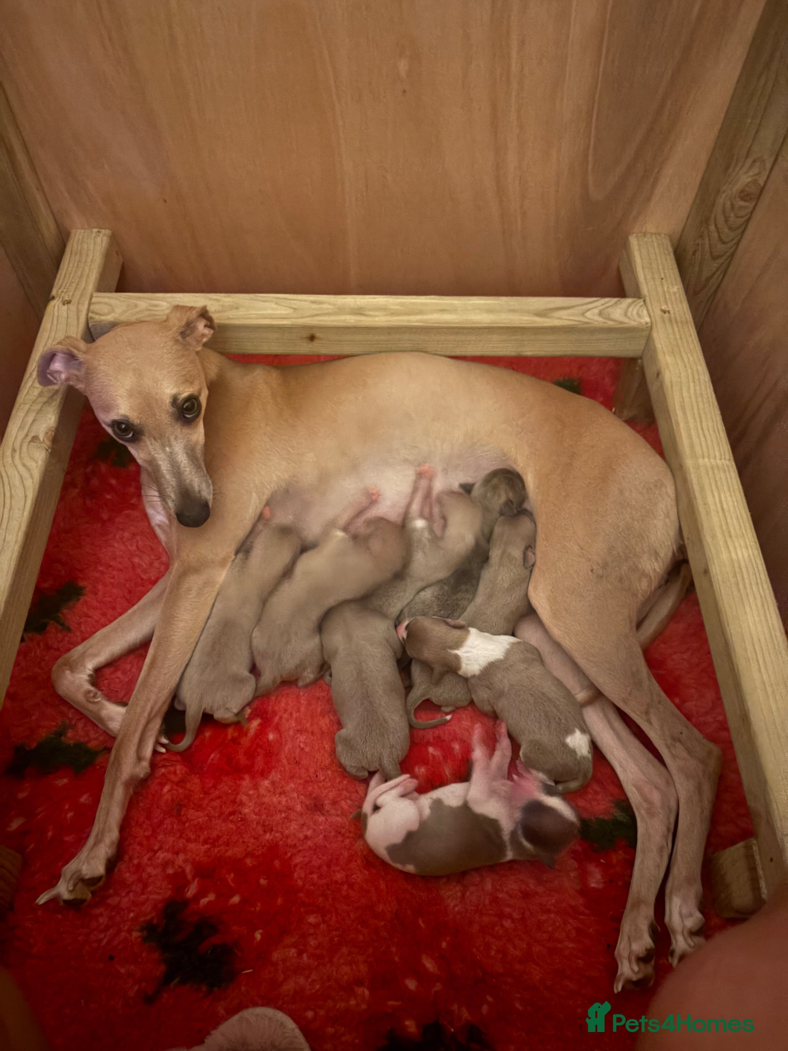 Whippet dogs Whippet pups  - Advert 2