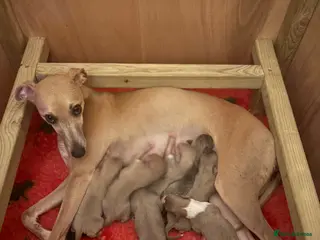 Whippet dogs Whippet pups - Advert 2