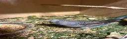 Budgerigars birds for sale: Stunning budgies in Welshpool - Advert 6