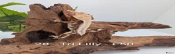 Gecko reptiles for sale: Beautiful Mix of Crested Geckos - Advert 28