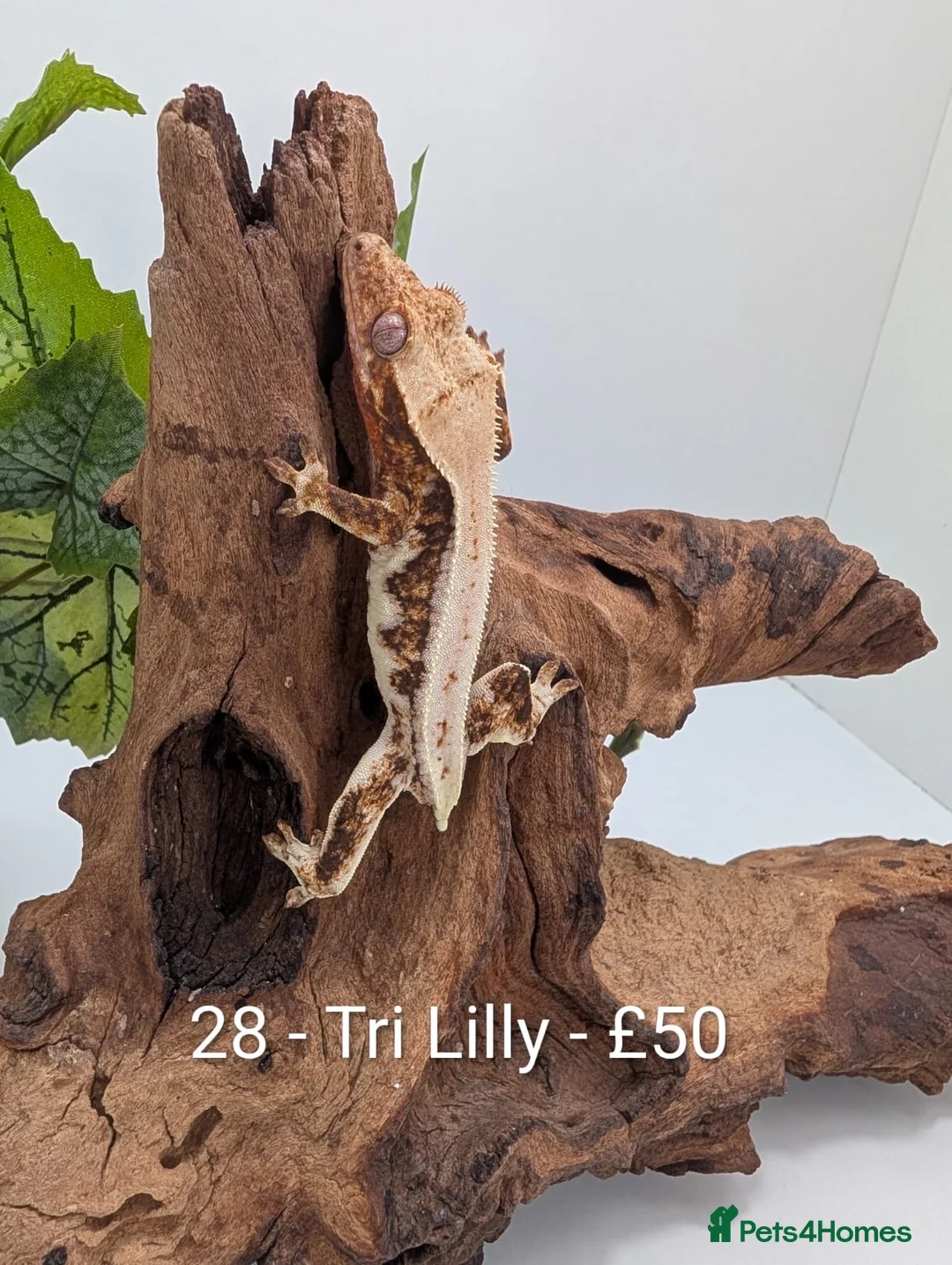 Gecko reptiles for sale: Beautiful Mix of Crested Geckos - Advert 28