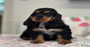 Cocker Spaniel dogs Health tested full show line black / tan girl - Advert 12