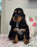 Cocker Spaniel dogs Health tested full show line black / tan girl - Advert 2