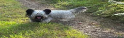 Skye Terrier dogs for sale: KC Reg Skye Terrier Cream puppies  - Advert 10