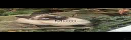 Mixed Breed cats for sale: 🐾Siamese cross kittens 🐾 - Advert 1