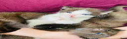 Mixed Breed cats for sale: Four kittens left  - Advert 4
