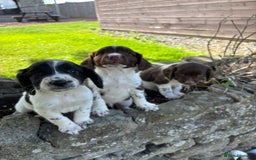 English Springer Spaniel dogs for sale: English Springer Spaniels  - Image 5