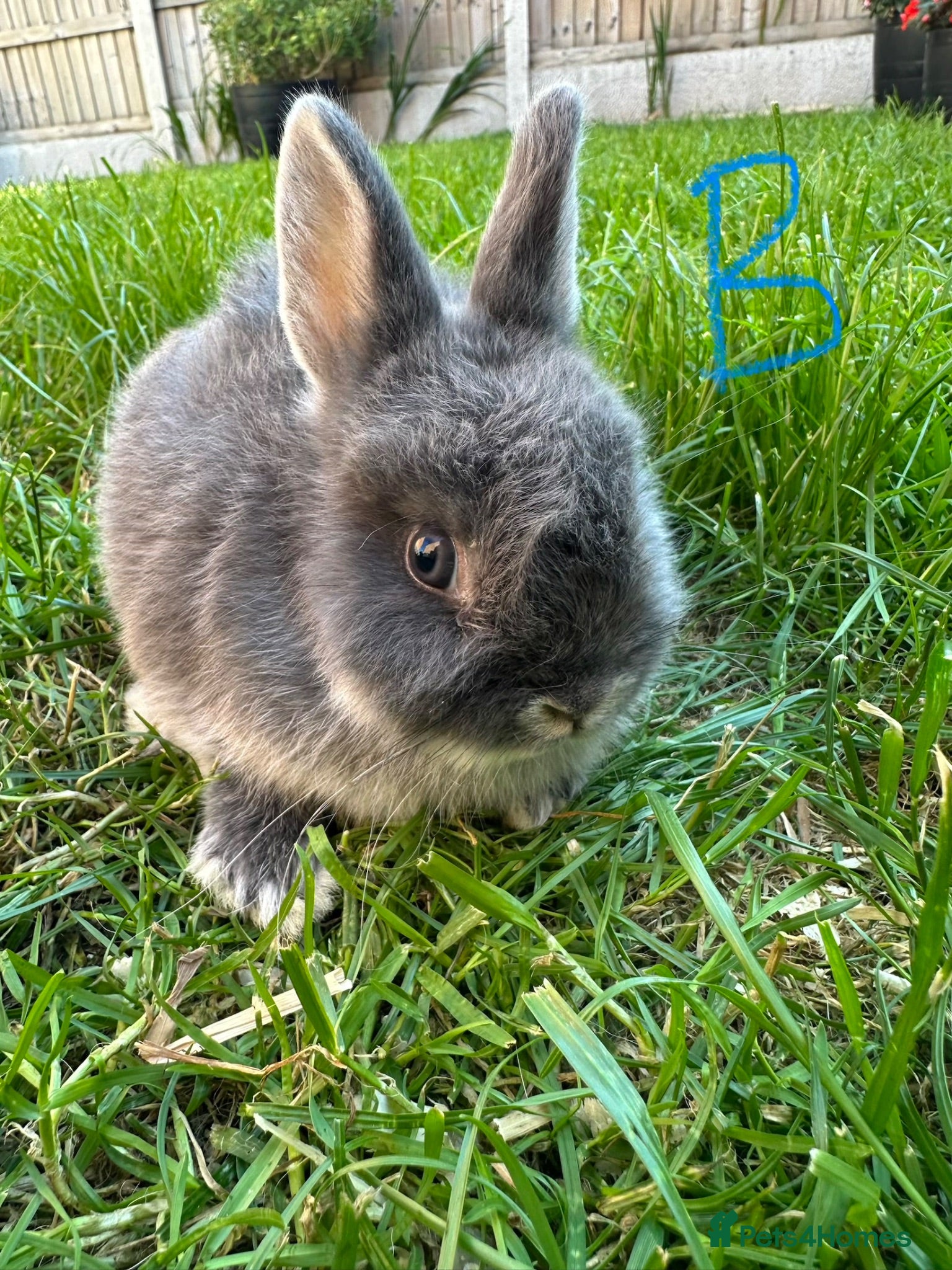 Netherland Dwarf rabbits Netherland Dwarf Rabbits For Sale  - Advert 2