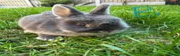 Netherland Dwarf rabbits for sale: Netherland Dwarf Rabbits For Sale  - Advert 2