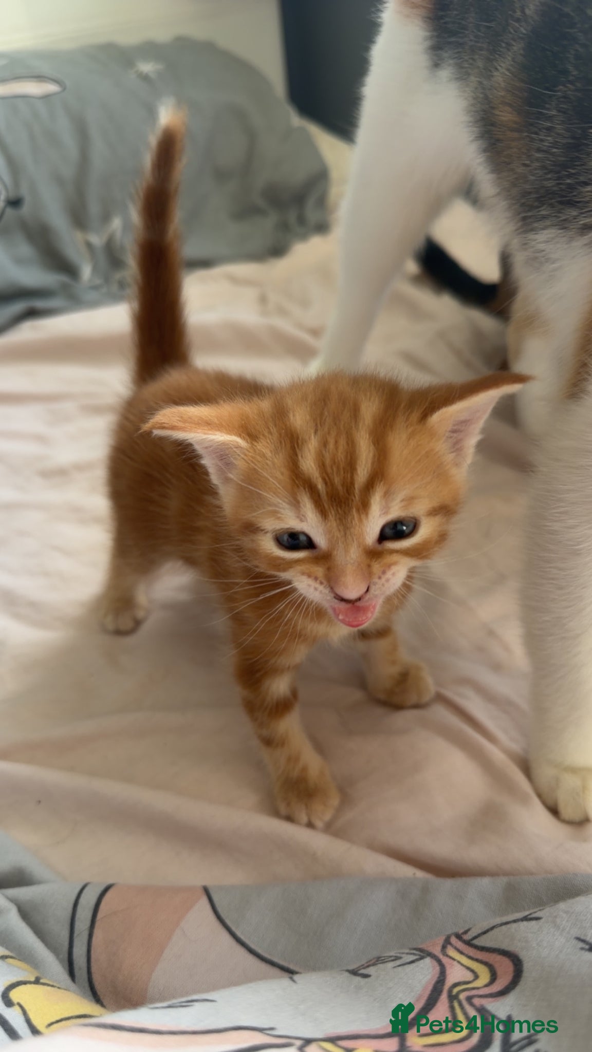 Mixed Breed cats Male kitten  - Advert 1