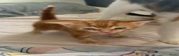 Mixed Breed cats for sale: Male kitten  - Advert 1