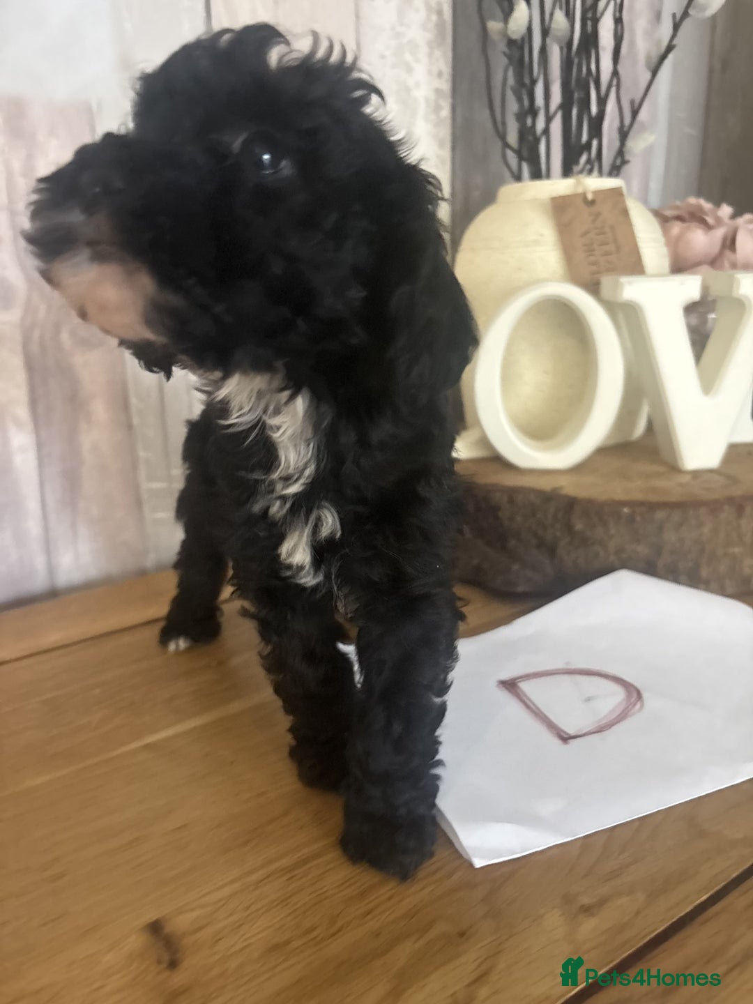 Cockapoo dogs for sale: Cockapoo Puppies looking for their forever homes - Advert 15
