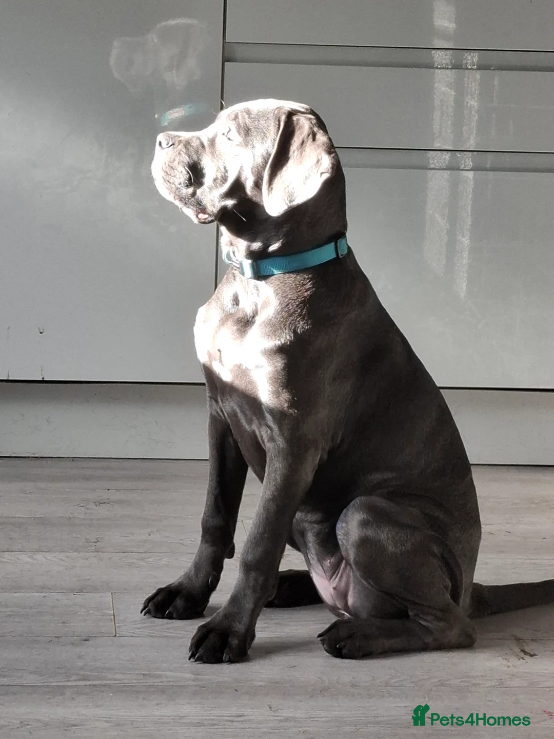 Cane Corso dogs for sale: Grey female cane corso - Advert 3