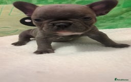 French Bulldog dogs for sale: Beautiful french bulldog puppies  - Advert 3