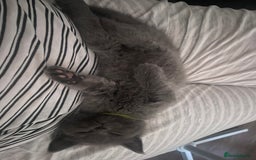 Ragdoll cats for sale: Cuddly & Sweet Ragdolls - Image 18