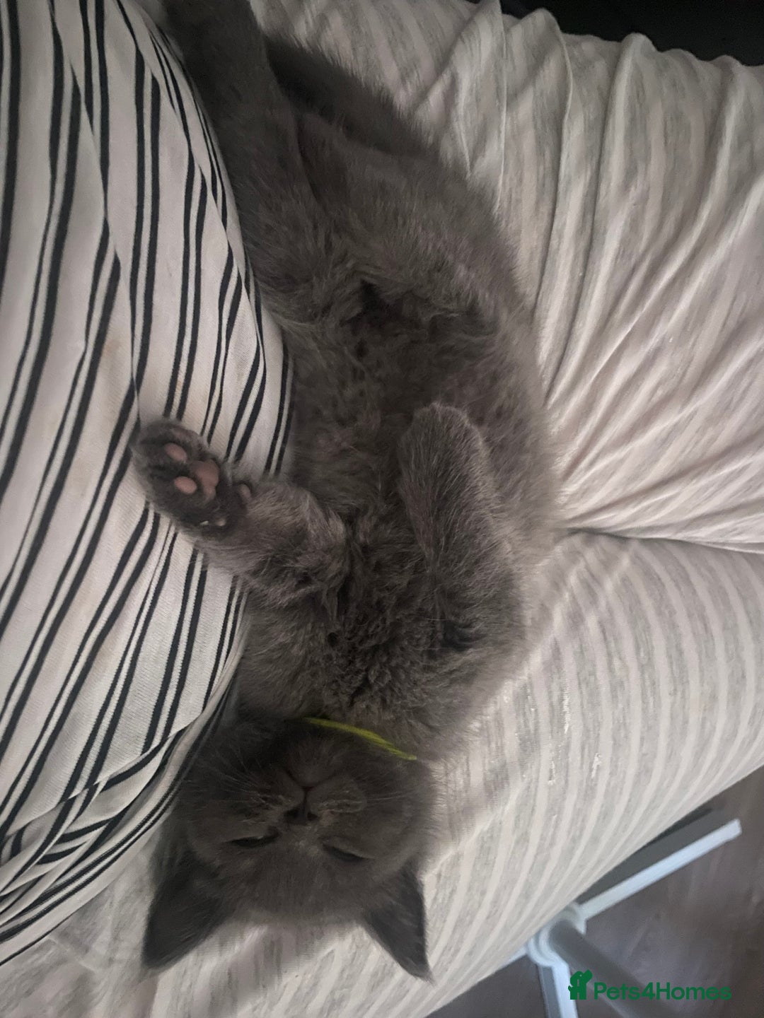 Ragdoll cats for sale: Cuddly & Sweet Ragdolls - Image 18