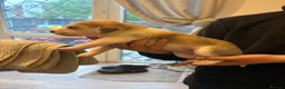 Beagle dogs for sale: Beagle pups in Bradford - Advert 8