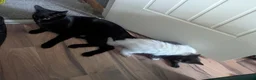 Ragdoll cats for sale: Black 3/4 ragdoll female kitten in Glasgow - Advert 9