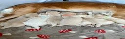 Golden Retriever dogs for sale: KC registered golden retriever puppies - Advert 5