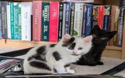 Mixed Breed cats for sale: Beautiful healthy kittens 😍😍 - Image 8