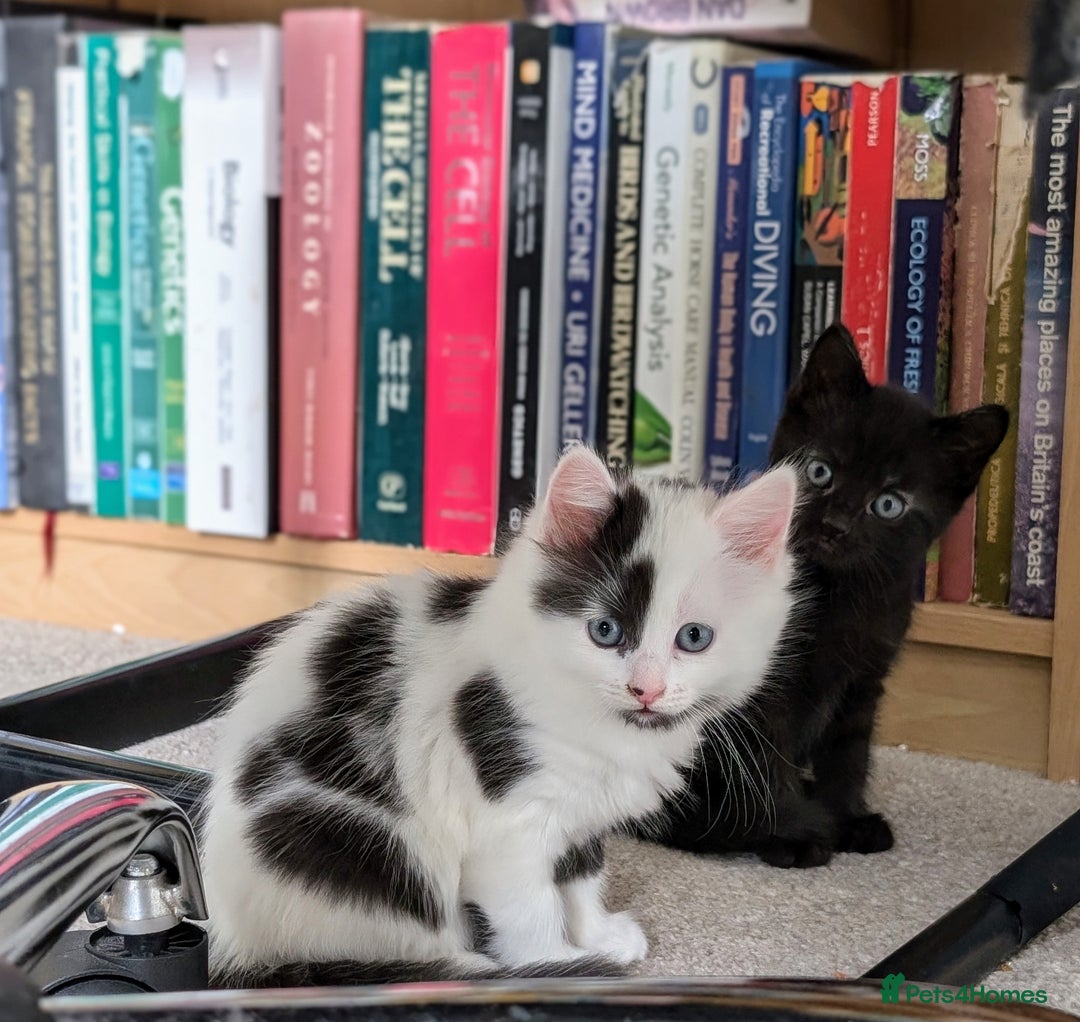 Mixed Breed cats for sale: Beautiful healthy kittens 😍😍 - Image 8