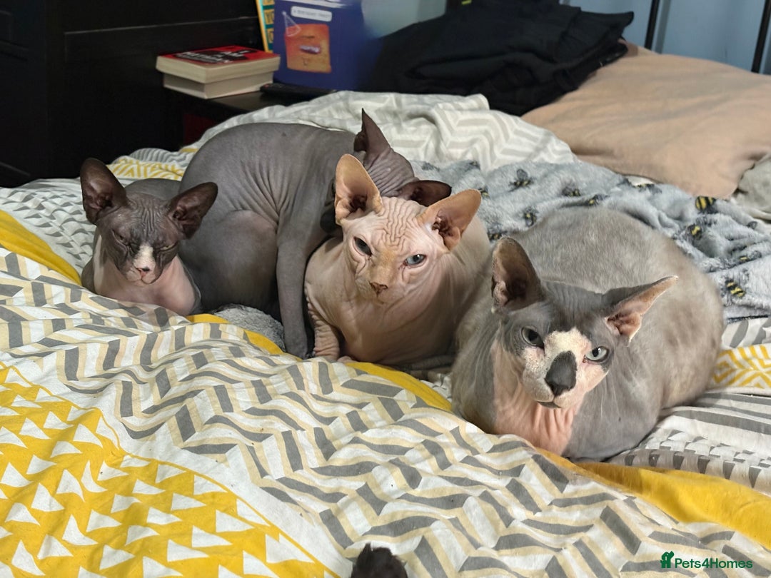 Sphynx cats for sale: Ripley & Nova sphynx sisters ready for a new home - Image 8