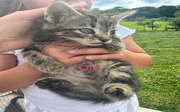 Mixed Breed cats for sale: 4 gorgeous kittens  - Image 1