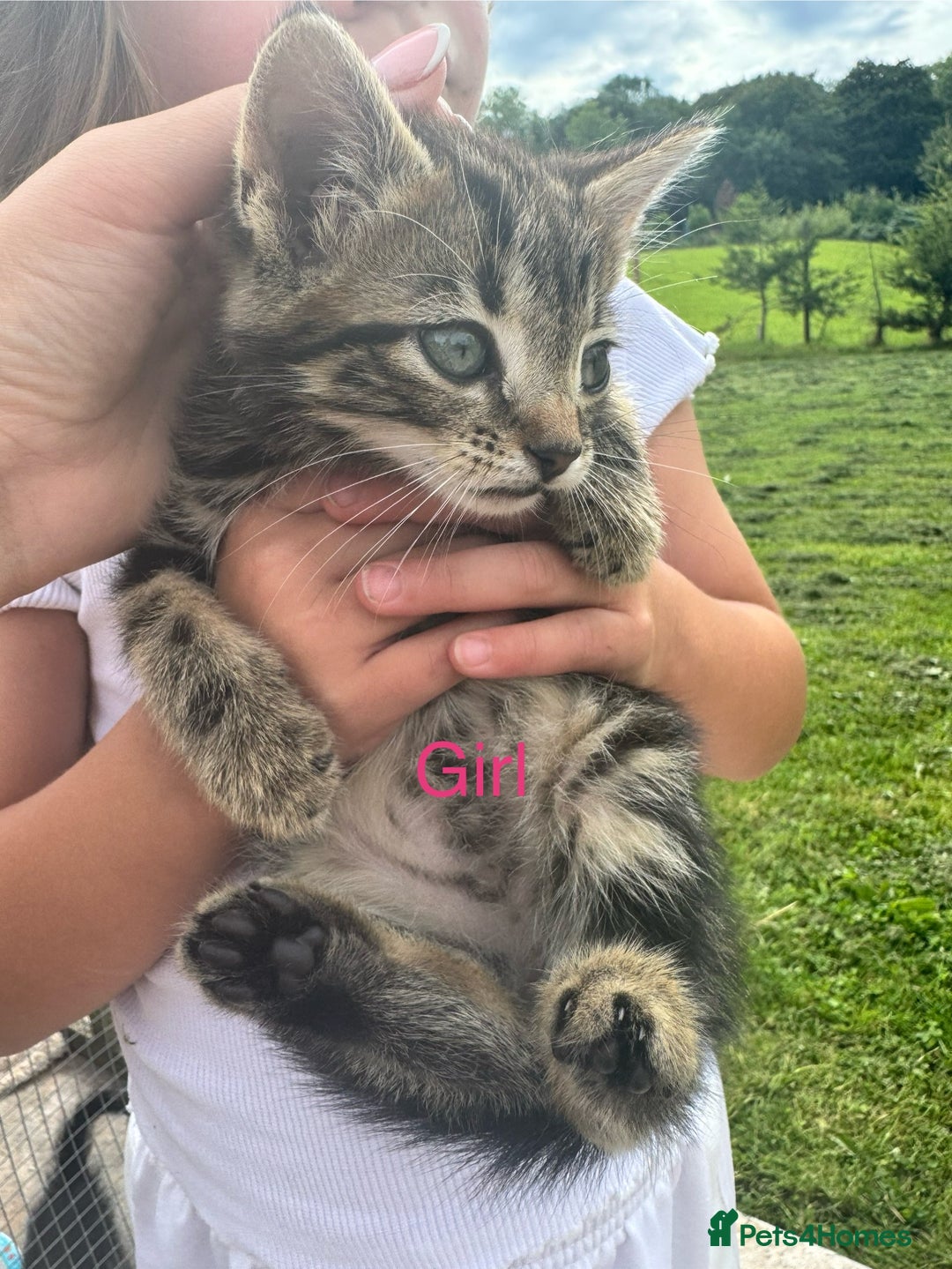Mixed Breed cats for sale: 4 gorgeous kittens  - Image 1