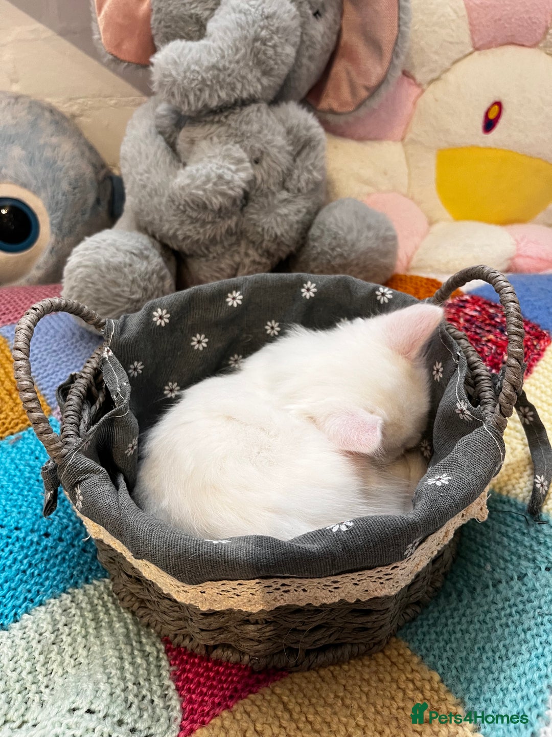 Turkish Angora cats for sale: Turkish Angora Longhair kittens - Advert 36