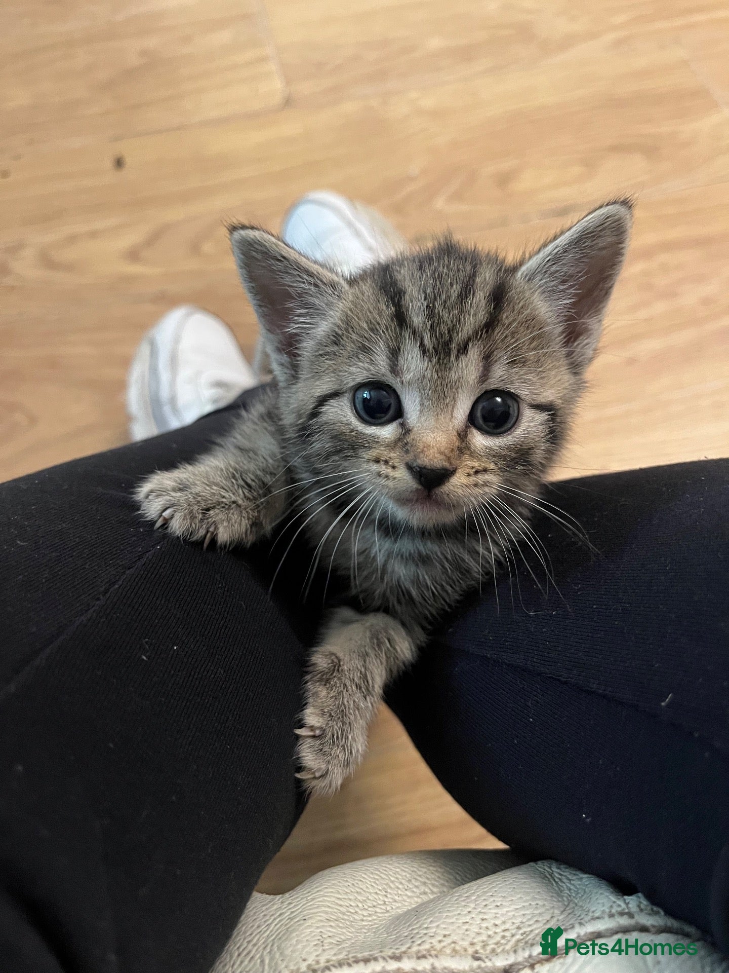 Mixed Breed cats Tabby Kitten - Advert 20