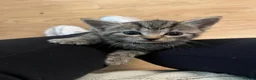 Mixed Breed cats for sale: Tabby Kitten - Advert 8