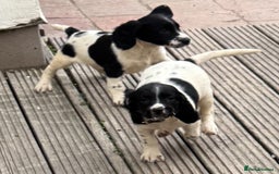 English Springer Spaniel dogs for sale: KC Calm English Springer Spaniel Puppies - Image 19