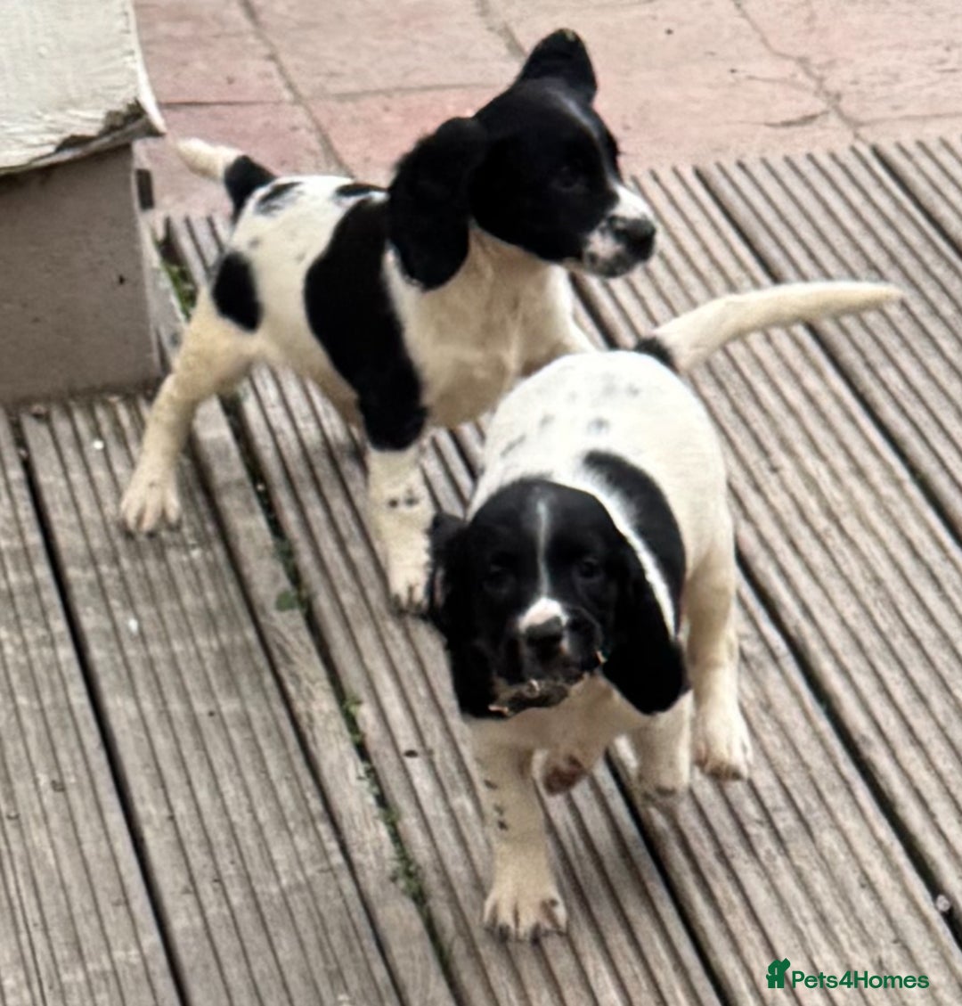 English Springer Spaniel dogs for sale: KC Calm English Springer Spaniel Puppies - Image 19