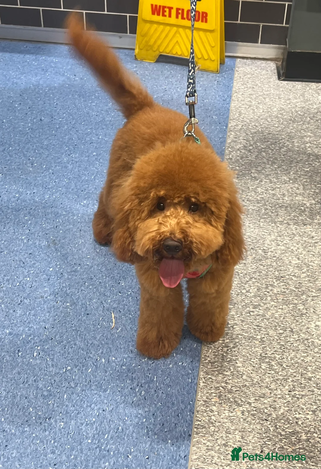 Miniature Poodle dogs for sale: Gorgeous 11 Month Red Miniature Poodle – Rehoming - Advert 1