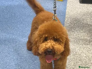 Miniature Poodle dogs Rehoming Loving Red Miniature Poodle - Advert 4