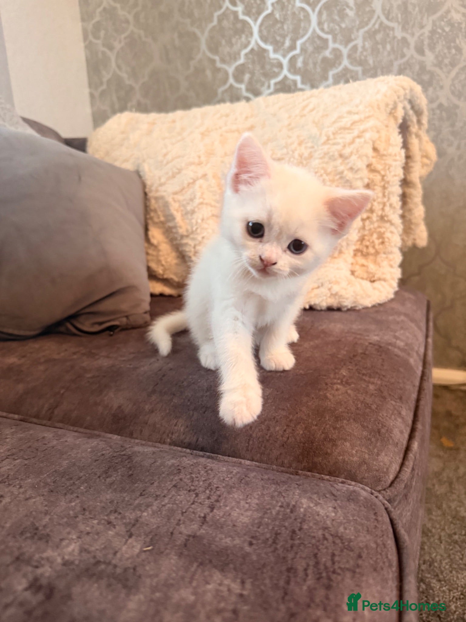 Persian cats White short hair Persian Kitten - Advert 1