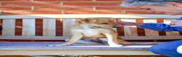Mixed Breed dogs for adoption: Trudy - Advert 1
