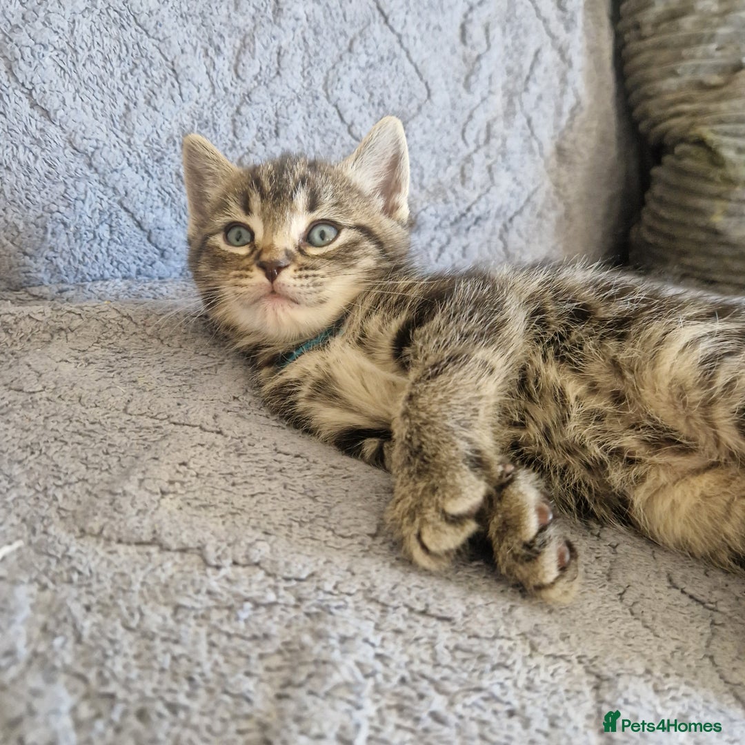 Ragdoll cats for sale: Ragdoll cross - Image 19