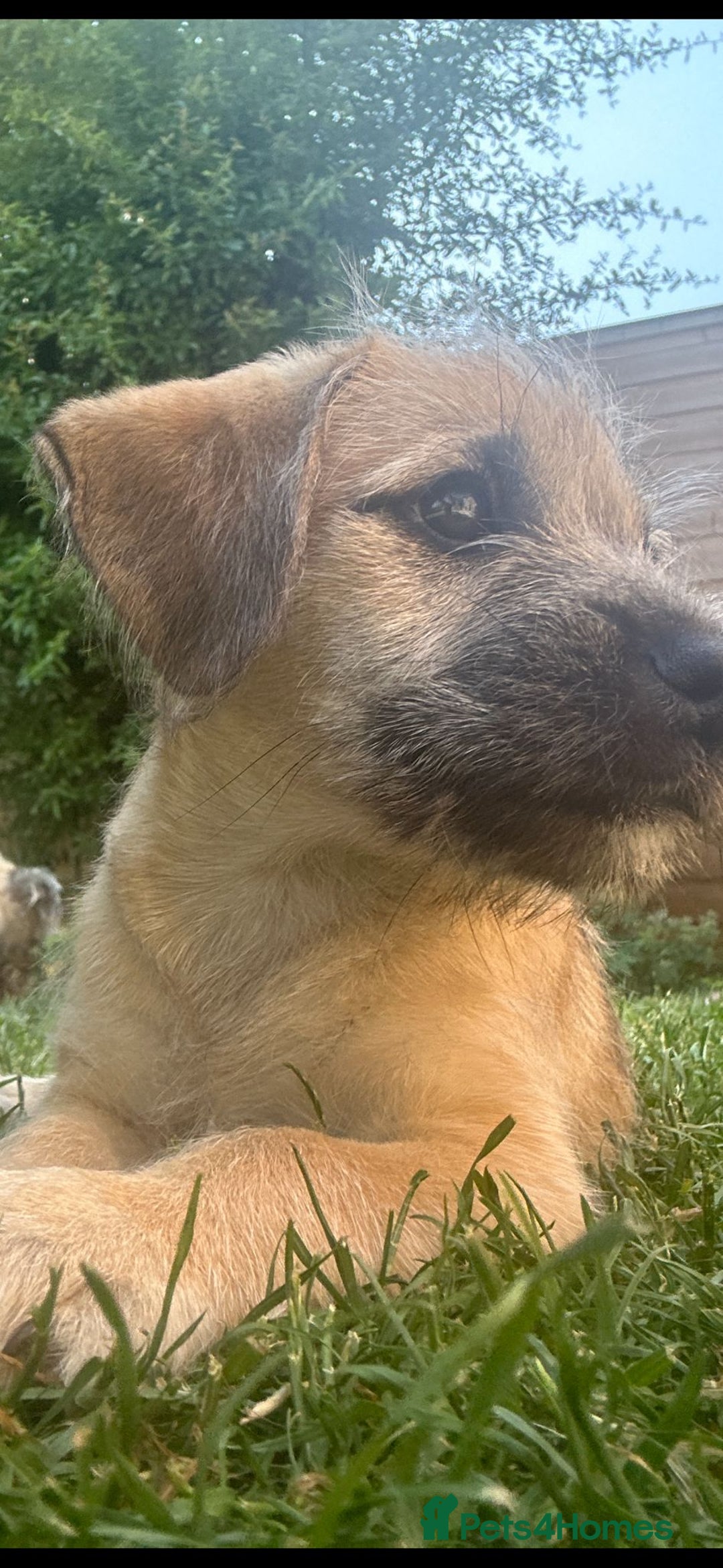 Mixed Breed dogs for sale: Mixed breed puppy - Image 1