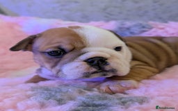 English Bulldog dogs for stud: Britishpride stud  in Manchester - Image 20
