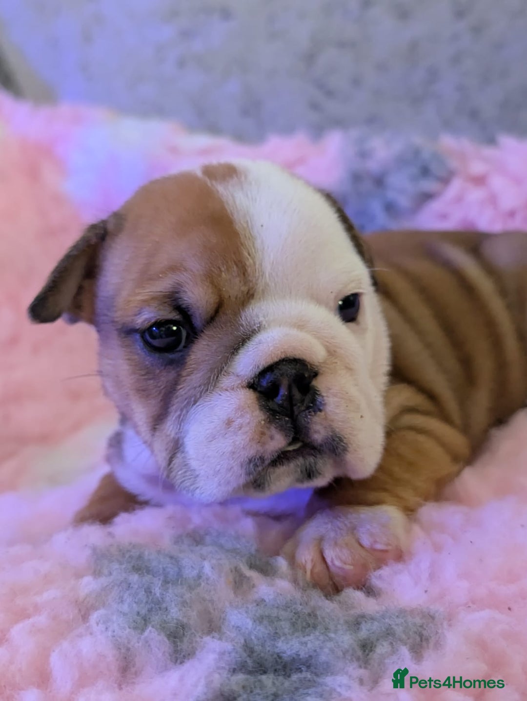 English Bulldog dogs for stud: Britishpride stud  in Manchester - Image 20