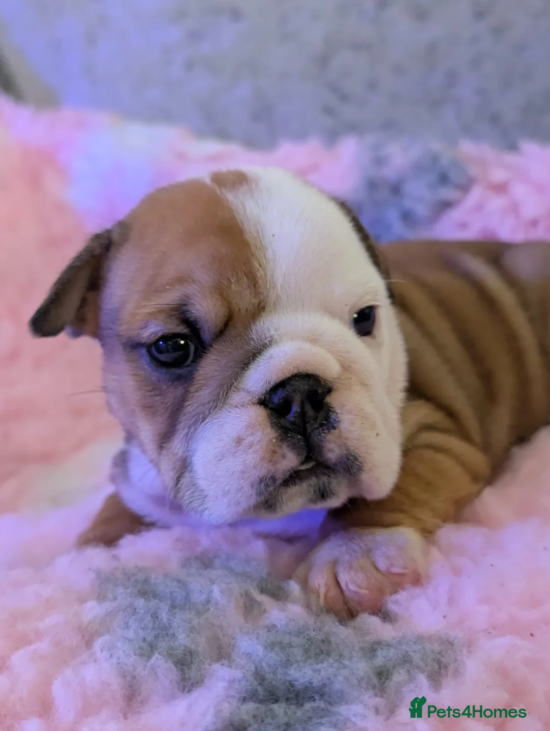 English Bulldog dogs for stud: Britishpride stud  in Manchester - Advert 20