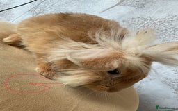 Mixed Breed rabbits for sale: 6 fluffy bunnies in Goole - Image 3