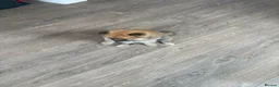 Pomeranian dogs for sale: REDUCED! 1 GIRL POMERANIAN AVAILABLE - Advert 6